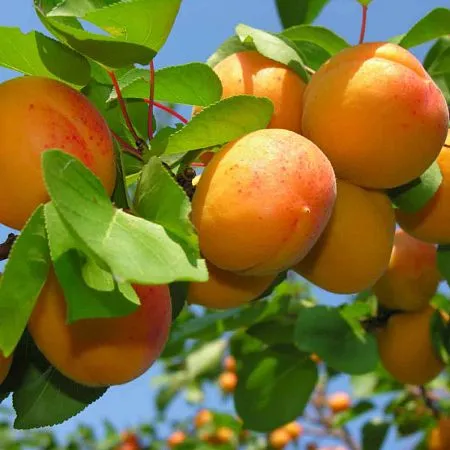 Купить саженцы урожайного абрикоса сорт Россиянин в питомнике Твой Сад.