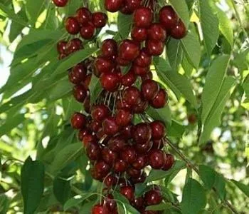 Купить колоновидный сорт черешни с бордовыми плодами в питомнике Твой Сад.