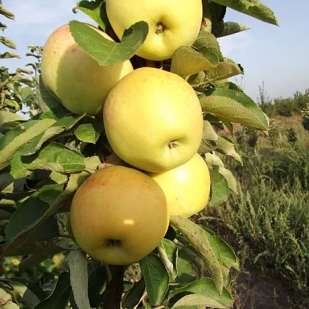 Купить саженцы колоновидной яблони сорт Янтарное ожерелье с сладким вкусомв питомнике Твой Сад.