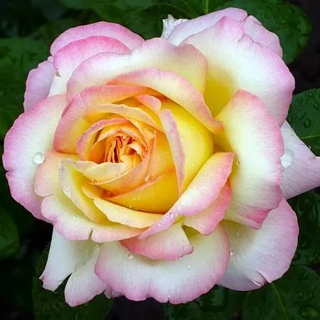 Купить чайно-гибридную розу Глория Дэй в питомнике Твой Сад с доставкой  саженцев по РФ.