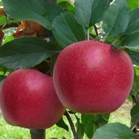Купить яблоню сорт Гала Шнига в питомнике Твой Сад.