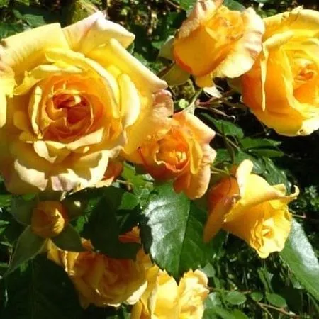 Купить саженцы плетистой розы желтого цвета в питомнике Твой Сад.