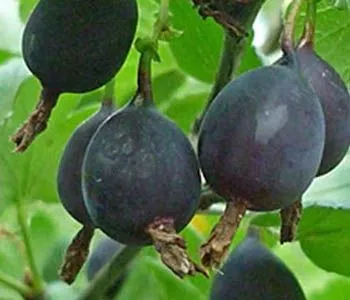 Купить саженцы крыжовника с темно-фиолетовыми плодами сорт Черный Негус впитомнике Твой Сад по доступным ценам.