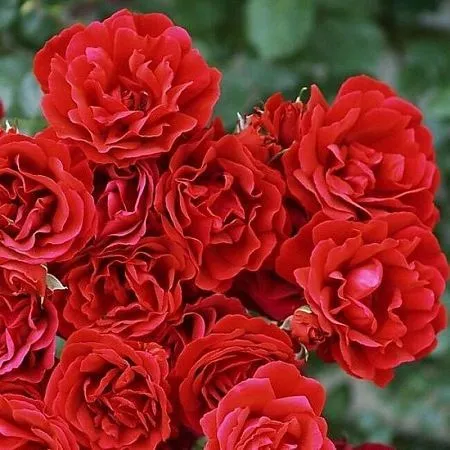 Купить плетистую розу ярко красного цвета сорт Симпатия в питомнике Твой  Сад.