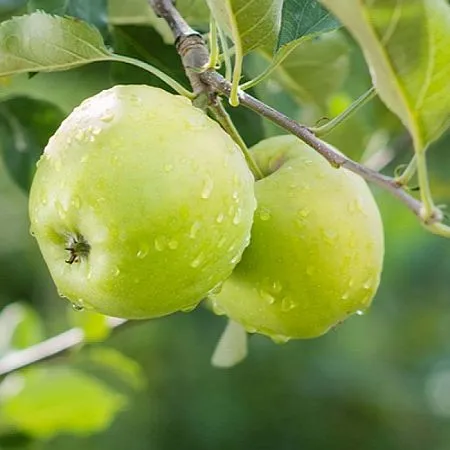 Неприятные изменения: почему нарезанные яблоки становятся коричневыми на воздухе