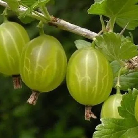 Купить саженцы крыжовника с зелеными плодами сорт Малахит в питомнике Твой  Сад.