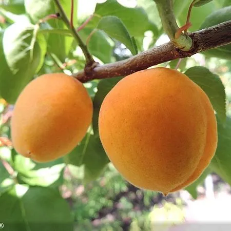 Крупноплодный сорт абрикоса сорт Фаворит вы можете купить в питомнике Твой  Сад.