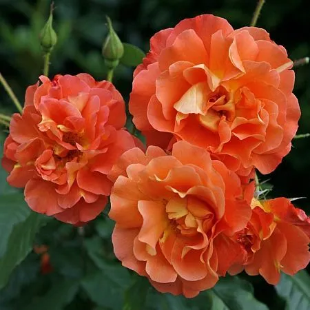 Купить плетистую розу с душистым ароматом сорт Вестерерленд в питомнике  Твой Сад