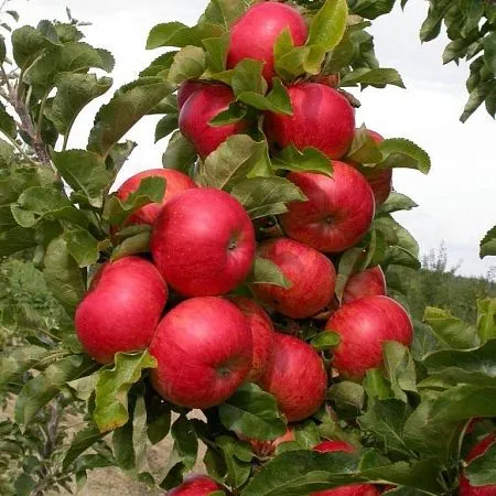 Купить саженцы колоновидной яблони летнего срока созревания сорт Васюган впитомнике Твой Сад.