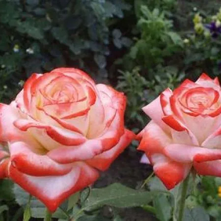 Купить срезочную Розу сорт Императрица Фарах. Купить саженцы с доставкой из  питомника Твой Сад.