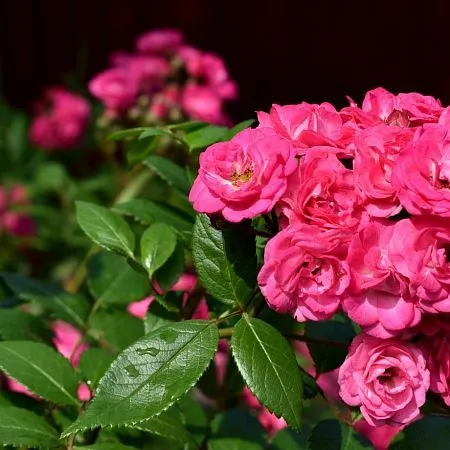 Купить саженцы обильноцветущей розы мускусной группы сорт Динки в питомнике  Твой Сад.