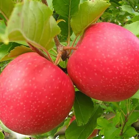Купить саженцы яблони сорт Пинк Леди в питомнике Твой Сад.