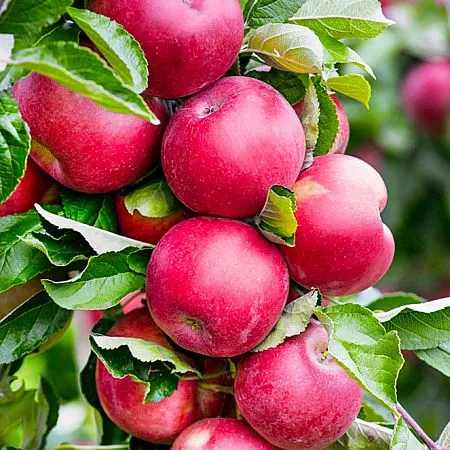 Купить яблоню сорта Арбат (колоновидную) позднего срока созревания впитомнике Твой Сад.