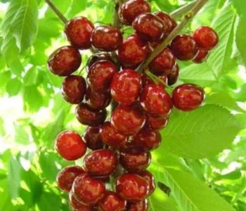 Купить колоновидный сорт черешни с крупными плодами в питомнике Твой Сад.