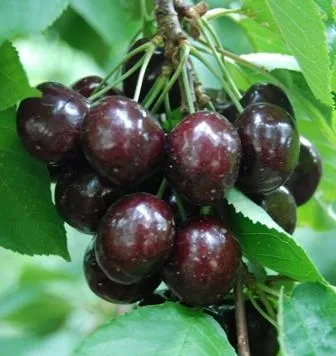 Купить черноплодную черешню сорт Мелитопольская в питомнике Твой Сад.