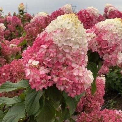 Гортензия метельчатая Строберри Блоссом