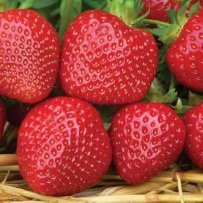 Клубника Мальвина ( 6штук)