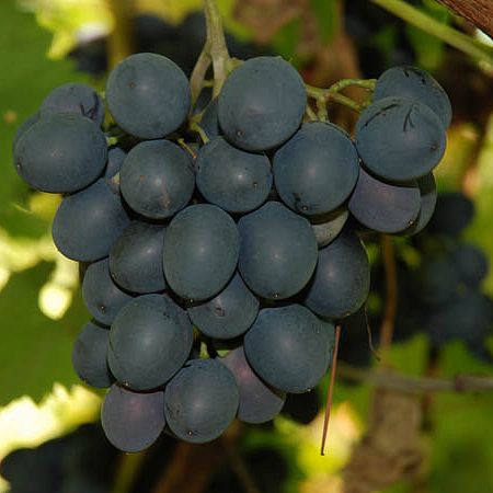Виноград Молдова Фото