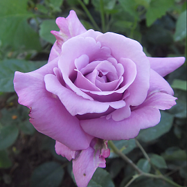 Роза Марль де Голь (Майзер)