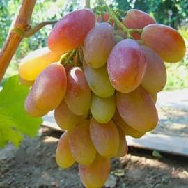 Виноград Диксон