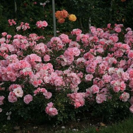 Роза почвопокровная боника фото и описание