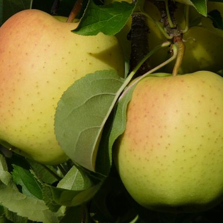 Яблоня Сорта Голден Фото