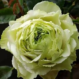 Роза Грин Романтик