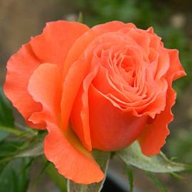 Роза Алегрия оранжевая