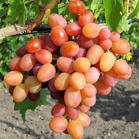 Виноград Ливия