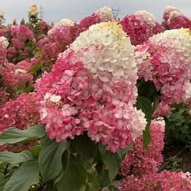 Гортензия метельчатая Строберри Блоссом