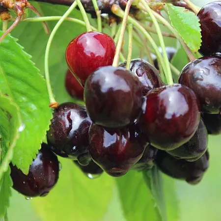 Купить саженцы вишни сорт Шпанка скрупными, сладкими плодами в питомникеТвой Сад.