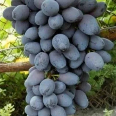 Кишмиш Юпитер