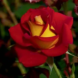 Купить розу Осирия двойного цвета в питомнике Твой Сад. Доставка саженцев по РФ.