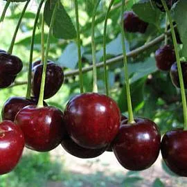 Купить саженцы вишни с черным цветом плодов сорт Чернокорка в питомникеТвой Сад.
