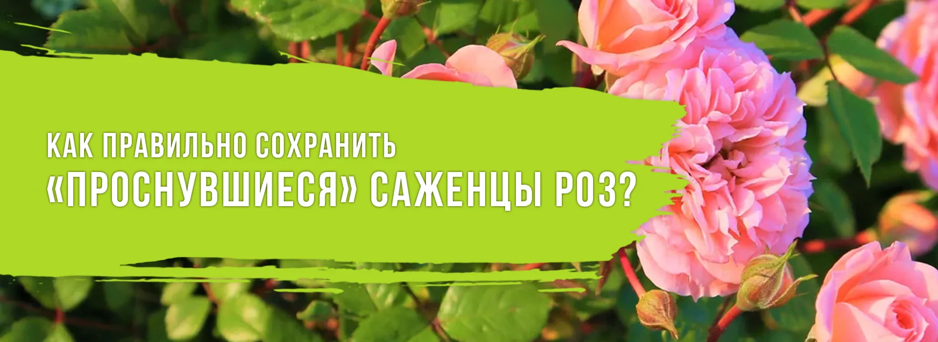 Как правильно сохранить «проснувшиеся» саженцы роз?