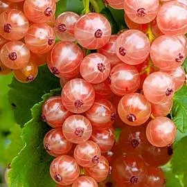 Смородина Мармеладница. Купить саженцы с доставкой.