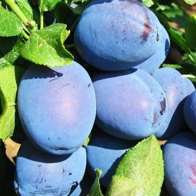 Слива Чакчакская ранняя