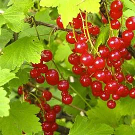 Смородина Натали. Продажа и доставка саженцев.