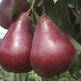 Купить колоновидную грушу Кармен с бордовыми плодами в питомнике Твой Сад.