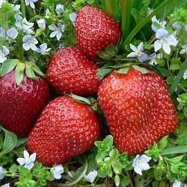 Купить Клубнику сорт Фестивальная. Продажа и доставка саженцев.