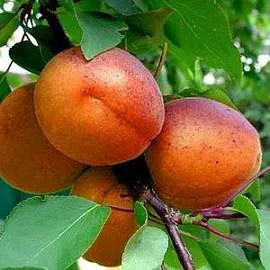 Абрикос колоновидный голд. Абрикос сорт алеша. Абрикос сорт опылитель. Абрикос полесский крупноплодный. Абрикос слава севера.