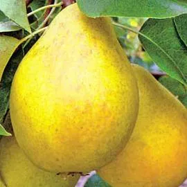 Купить грушу Медовая с вкусными, сочными плодами колоновидного типа впитомнике питомника Твой Сад.