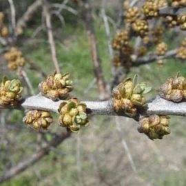 Облепиха Алей (Мужская)
