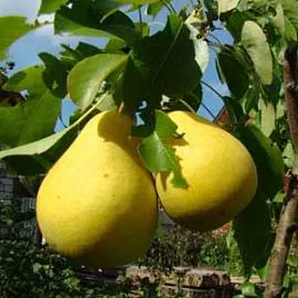 Купить колоновидную грушу Г-2 с крупными плодами в питомнике Твой Сад.
