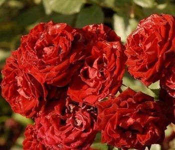 Роза Таманго-бордовая