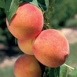 Персик Тотем садовода (колоновидный)