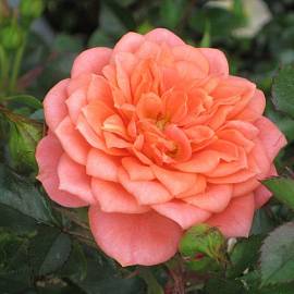 Роза Оранжево-розовая Нинетта