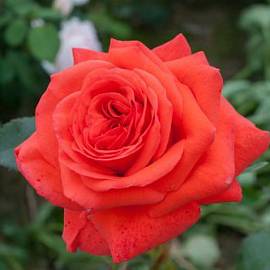 Роза плетистая  Салита